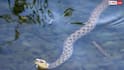 Snake Facts : ਕੀ ਸੱਚਮੁੱਚ ਨਾਗ ਦੀ ਮੌਤ ਦਾ ਬਦਲਾ ਲੈਣ ਆਉਂਦੀ ਹੈ ਨਾਗਣ ? ਜਾਣੋ ਵਿਗਿਆਨ ਕੀ ਕਹਿੰਦਾ ਹੈ