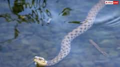 Snake Facts : ਕੀ ਸੱਚਮੁੱਚ ਨਾਗ ਦੀ ਮੌਤ ਦਾ ਬਦਲਾ ਲੈਣ ਆਉਂਦੀ ਹੈ ਨਾਗਣ ? ਜਾਣੋ ਵਿਗਿਆਨ ਕੀ ਕਹਿੰਦਾ ਹੈ