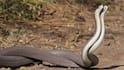 Snake Facts : ਕੀ ਸੱਚਮੁੱਚ ਨਾਗ ਦੀ ਮੌਤ ਦਾ ਬਦਲਾ ਲੈਣ ਆਉਂਦੀ ਹੈ ਨਾਗਣ ? ਜਾਣੋ ਵਿਗਿਆਨ ਕੀ ਕਹਿੰਦਾ ਹੈ