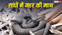 Venomous Snakes: किस सांप में जहर है और किसमें नहीं? ऐसे करें पहचान