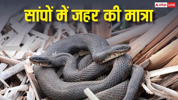 Venomous Snakes: किस सांप में जहर है और किसमें नहीं? ऐसे करें पहचान Venomous Snakes: किस सांप में जहर है और किसमें नहीं? ऐसे करें पहचान