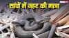 Venomous Snakes: किस सांप में जहर है और किसमें नहीं? ऐसे करें पहचान