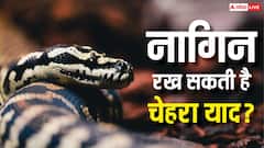 क्या सच में नाग की मौत का बदला लेने आती है नागिन, अंधविश्वास या इसके पीछे है कोई साइंस?