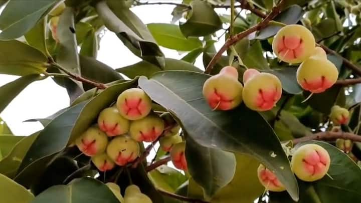 वाटर एप्पल की सबसे बड़ी खासियत यह है कि यह पूरी तरह से एक लो-मेंटेनेंस फसल है. इसकी बागवानी शुरू करने में बस एक बार ही बड़ा खर्च करना पड़ता. इसके बाद इसमें न तो बहुत ज्यादा पानी की जरूरत होती है और न ही महंगे रासायनिक खादों और कीटनाशकों का कोई बड़ा झंझट रहता है.