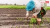 Growing Same Crop Repeatedly: खेत में बार-बार लगा रहे हैं एक ही फसल, जानें कितनी घट जाएगी पैदावार? 
