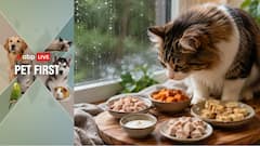 Pet First | 5 Healthy Homemade Treats For Cats To Enjoy During Monsoon