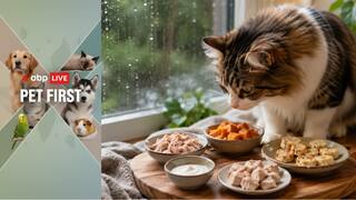 Pet First | 5 Healthy Homemade Treats For Cats To Enjoy During Monsoon