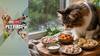 Pet First | 5 Healthy Homemade Treats For Cats To Enjoy During Monsoon