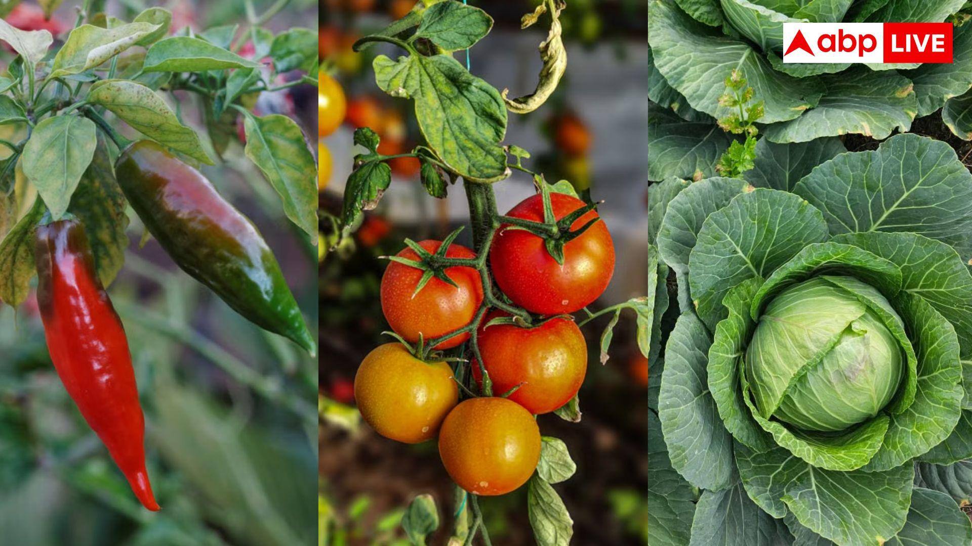 Vegetable Farming Subsidy: मॉनसून में उगाएं इन 3 सब्जियों की फसल, प्रति हेक्टेयर 24 हजार रुपये देगी सरकार
