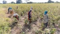 Cotton Productivity Mission: कपास की खेती करते हैं तो सरकार देगी 14000 रुपये, जानें कैसे करना है अप्लाई?