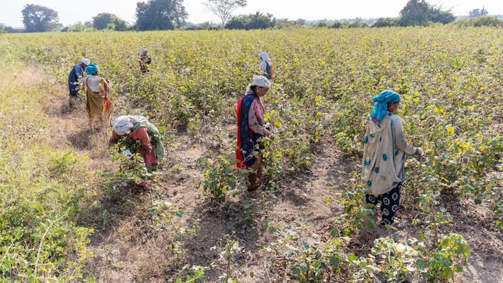 इस योजना के तहत खास बात यह है कि जो किसान क्लोजर स्पेसिंग तकनीक अपनाकर कपास की बुवाई करेंगे, उन्हें 14,000 रुपये प्रति हेक्टेयर की मदद मिलेगी. इस तकनीक में पौधों को 90 सेंटीमीटर और 30 सेंटीमीटर की दूरी पर लगाया जाता है. इस तरह कम जगह में ज्यादा पौधे लगाए जा सकते हैं, जिससे उपज भी बढ़ जाती है.