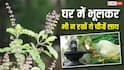 Vastu Tips: घर में तुलसी, शंख और शिवलिंग तीनों को एक साथ रखना पड़ सकता है भारी, तुरंत जान लें वजह