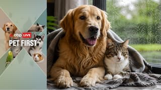 Pet First | 6 Monsoon Safety Tips Every Dog And Cat Parent Should Know