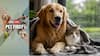 Pet First | 6 Monsoon Safety Tips Every Dog And Cat Parent Should Know