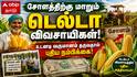 சோளத்திற்கு மாறும் டெல்டா விவசாயிகள்! உடனடி வருமானம் தருவதால் புதிய நம்பிக்கை