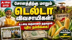சோளத்திற்கு மாறும் டெல்டா விவசாயிகள்! உடனடி வருமானம் தருவதால் புதிய நம்பிக்கை