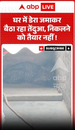 घर के अंदर तेंदुए ने डेरा जमाया, बाहर निकलने से इनकार।
