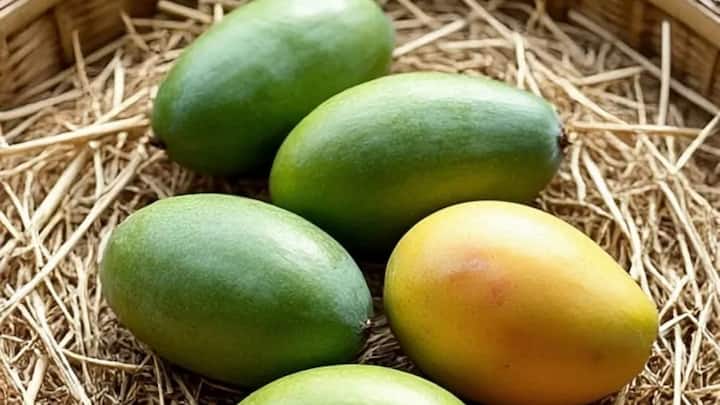 अगर आपको कहीं से थोड़ी सूखी घास मिल जाए. तो यह आम पकाने का सबसे बेस्ट ऑर्गेनिक तरीका है. एक बड़े प्लास्टिक या लकड़ी के बॉक्स में नीचे घास की परत बिछाएं फिर आम रखें और ऊपर से दोबारा घास से ढक दें. इस नेचुरल गर्माहट से आमों के अंदर का स्टार्च बहुत जल्दी शुगर में बदल जाता है.