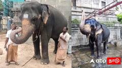 60 வயதானால் யானைகளுக்கும் ‘ரிட்டையர்மென்ட்’ உண்டா? தமிழகத்தை உலுக்கும் முக்கிய வழக்கு!
