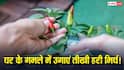 Green Chilli Farming: बाजार से मिर्च खरीदना भूल जाओगे! गमले में तीखी हरी मिर्च उगाने का ये है सबसे आसान तरीका
