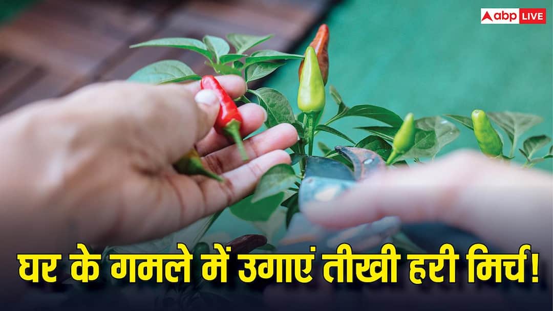 बाजार से मिर्च खरीदना भूल जाओगे! गमले में तीखी हरी मिर्च उगाने का ये है सबसे आसान तरीका बाजार से मिर्च खरीदना भूल जाओगे! गमले में तीखी हरी मिर्च उगाने का ये है सबसे आसान तरीका