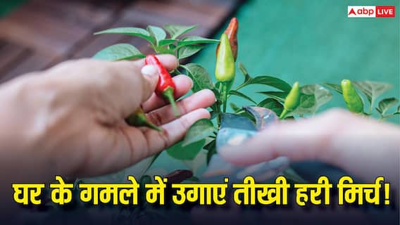 Green Chilli Farming: बाजार से मिर्च खरीदना भूल जाओगे! गमले में तीखी हरी मिर्च उगाने का ये है सबसे आसान तरीका Green Chilli Farming: बाजार से मिर्च खरीदना भूल जाओगे! गमले में तीखी हरी मिर्च उगाने का ये है सबसे आसान तरीका