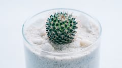 Gardening Tips: क्या गमले की मिट्टी में रेत मिलाने से होता है फायदा? जानिए आपके पौधे के लिए नुकसान है या फायदा