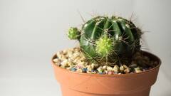 Gardening Tips: क्या गमले की मिट्टी में रेत मिलाने से होता है फायदा? जानिए आपके पौधे के लिए नुकसान है या फायदा