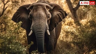 खूनी हाथी, पहली मौत के बाद गांव छोड़ भागा परिवार, 14 साल बाद खोजकर हाथी ने फिर लीं दो जानें- यूजर्स हैरान