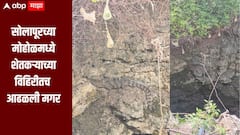 सोलापूरच्या मोहोळमध्ये शेतकऱ्याच्या विहिरीतच आढळली मगर, वनविभागाकडून बचाव मोहीम राबवण्यात येणार