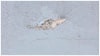 Roof Leakage Signs:రూఫ్ లీక్ అవ్వడానికి ముందు మీ ఇంట్లో కనిపించే మార్పులు ఇవే! నష్టం జరగక ముందే జాగ్రత్తపడండి!
