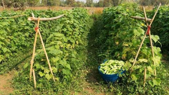 कम लागत में बंपर पैदावार लेने के लिए हमेशा खीरे की उन्नत या हाइब्रिड किस्मों का ही चुनाव करें. हाइब्रिड बीजों में बीमारियों से लड़ने की क्षमता ज्यादा होती है और उनसे मिलने वाले फल भी बिल्कुल एक समान और चमकदार होते हैं. जिनकी मार्केट में बहुत अच्छी कीमत मिल जाती है.