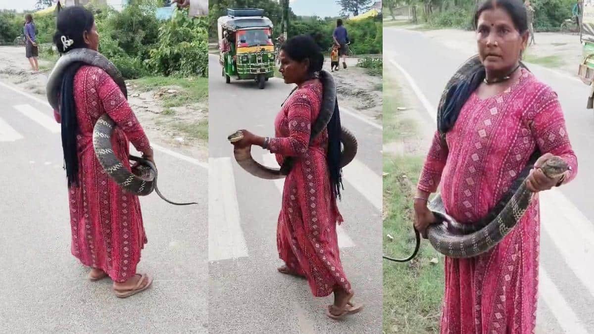 बिहार: किंग कोबरा को 'स्नेक लेडी' ने बदन पर लपेटा, पहले 4 बार सांप ने काटा, इस बार फिर डसा