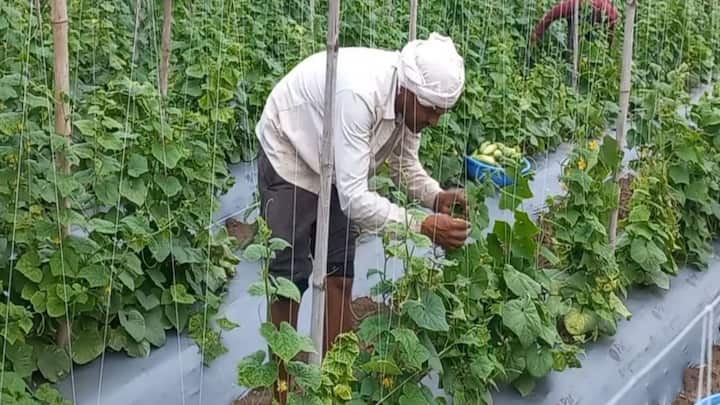 खीरे के पौधों को सही सपोर्ट देना भी बहुत जरूरी है. अगर आप मचान विधि यानी बांस और रस्सी के सहारे पौधों को ऊपर चढ़ाकर खेती करते हैं, तो फल मिट्टी के संपर्क में नहीं आते. इससे खीरे बेदाग और सीधे रहते हैं, जिससे मंडी में आपको टॉप रेट मिलता है.