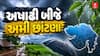 Gujarat Rain Breaking News: ગુજરાતમાં અષાઢી બીજે અમી છાંટણા, ક્યાં ક્યાં પડ્યો વરસાદ?