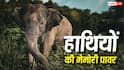 Elephant Memory: कितनी लंबी होती है हाथियों की याददाश्त, जानें ये दुश्मन को क्यों नहीं भूलते?