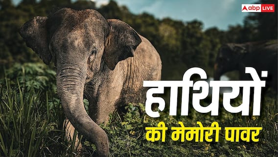 Elephant Memory: कितनी लंबी होती है हाथियों की याददाश्त, जानें ये दुश्मन को क्यों नहीं भूलते? Elephant Memory: कितनी लंबी होती है हाथियों की याददाश्त, जानें ये दुश्मन को क्यों नहीं भूलते?