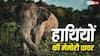 Elephant Memory: कितनी लंबी होती है हाथियों की याददाश्त, जानें ये दुश्मन को क्यों नहीं भूलते?