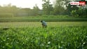American Worm Threatens Kharif: किसान भाई अलर्ट! खरीफ फसल को चट कर रहा अमेरिकी कीड़ा, ऐसे करें इलाज