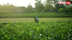 किसान भाई अलर्ट! खरीफ फसल को चट कर रहा अमेरिकी कीड़ा, ऐसे करें इलाज