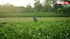 American Worm Threatens Kharif: किसान भाई अलर्ट! खरीफ फसल को चट कर रहा अमेरिकी कीड़ा, ऐसे करें इलाज