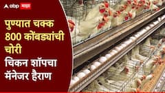 पुण्यातील कॅम्पातून चक्क 800 कोंबड्यांची चोरी, चिकन सेंटरचा मॅनेजर हैराण; पोलिसांत गुन्हा दाखल