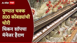 पुण्यातील कॅम्पातून चक्क 800 कोंबड्यांची चोरी, चिकन सेंटरचा मॅनेजर हैराण; पोलिसांत गुन्हा दाखल