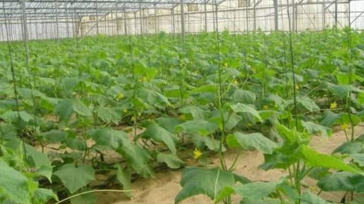 कुल मिलाकर देखा जाए तो सिर्फ 50 दिनों के भीतर खाली खेत को मुनाफे वाले खेत में बदलने का इससे बढ़िया तरीका कोई नहीं है. अगर आप थोड़ी सी सही टेक्निक और सही खाद-पानी का तालमेल बिठा लेते हैं. तो खीरे की यह खेती आपको रातों-रात लखपति बना सकती है.