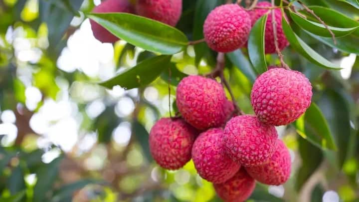 सिर्फ आम या चेरी ही नहीं बल्कि उत्तराखंड की हिमालयी लीची भी पहली बार सात समंदर पार इटली के बाजारों तक पहुंच गई है. इसके साथ ही पंजाब की ताजा लीची ओमान गई है और असम की जीआई टैग वाली मशहूर तेजपुर लीची ने दुबई में खूब बिक रही है.