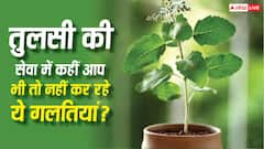 Tulsi Rules: तुलसी में रोज पानी देने वाले भी कर बैठते हैं ये 5 बड़ी गलतियां, मां लक्ष्मी हो सकती हैं नाराज