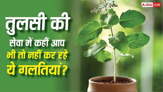 Tulsi Rules: तुलसी में रोज पानी देने वाले भी कर बैठते हैं ये 5 बड़ी गलतियां, मां लक्ष्मी हो सकती हैं नाराज Tulsi Rules: तुलसी में रोज पानी देने वाले भी कर बैठते हैं ये 5 बड़ी गलतियां, मां लक्ष्मी हो सकती हैं नाराज