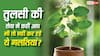 Tulsi Rules: तुलसी में रोज पानी देने वाले भी कर बैठते हैं ये 5 बड़ी गलतियां, मां लक्ष्मी हो सकती हैं नाराज