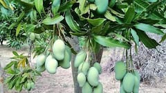 विदेशों में बढ़ रही इन भारतीय फसलों की डिमांड, किसानों के लिए बन सकता है मौका