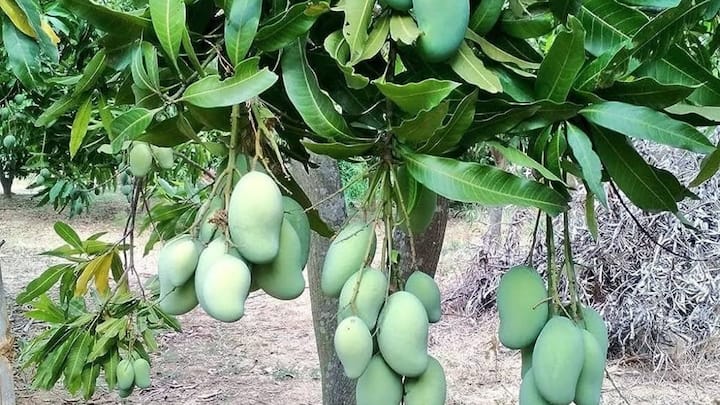 झारखंड की महिला किसानों ने अपनी मेहनत से इंटरनेशनल मार्केट में एक बड़ा कमाल कर दिखाया है. वहां की एक महिला किसान उत्पादक कंपनी ने मिलकर आम्रपाली आम तैयार किया जो पहली बार सीधे ब्रिटेन और दुबई के बड़े बाजारों में पहुंचा. इस एक कदम से महिला किसानों की इनकम में पूरे 180 परसेंट की बंपर बढ़ोतरी हुई है.